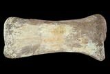 Bargain, Hadrosaur Finger Bone - Alberta (Disposition #-) #95144-2